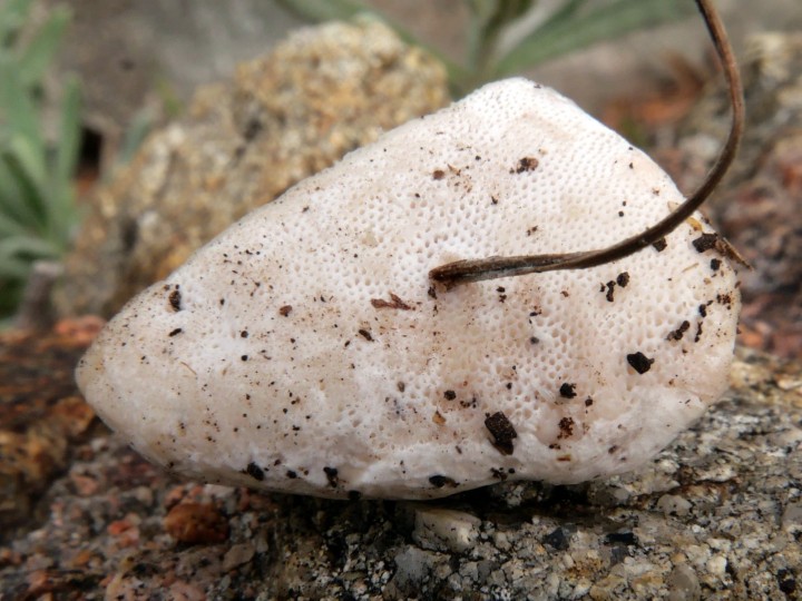 Cliquer sur l'image pour agrandir