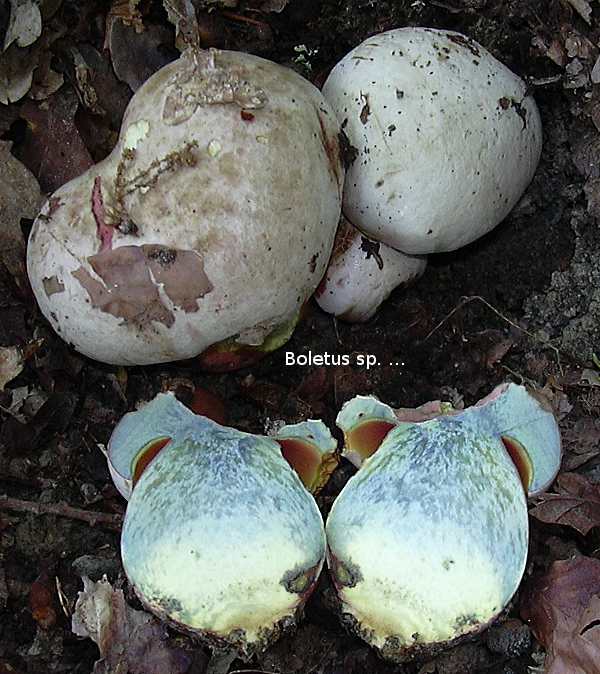 boletus_sp3.JPG