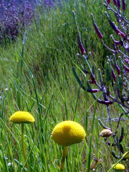 Cliquer sur l'image pour agrandir