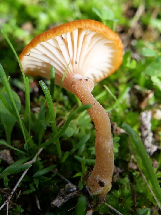 Cliquer sur l'image pour agrandir