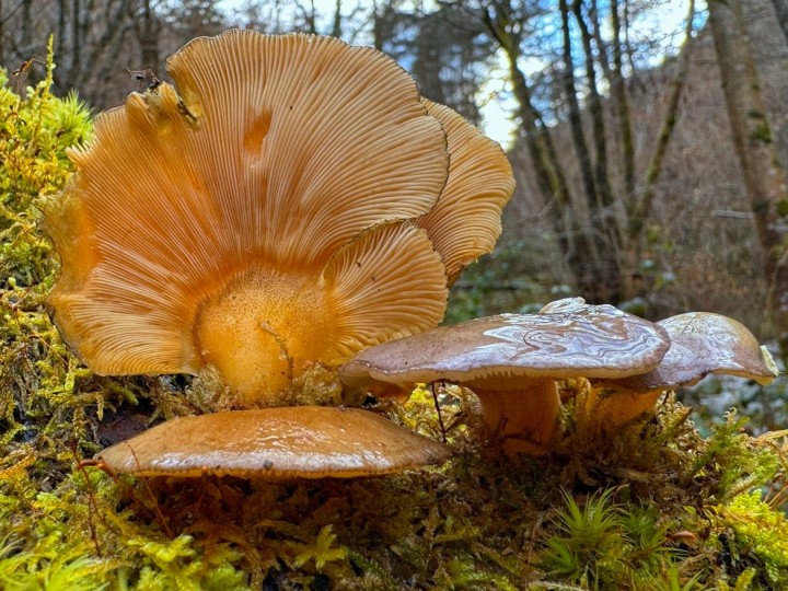 IMG_1952_ Vorey 16122025.jpg