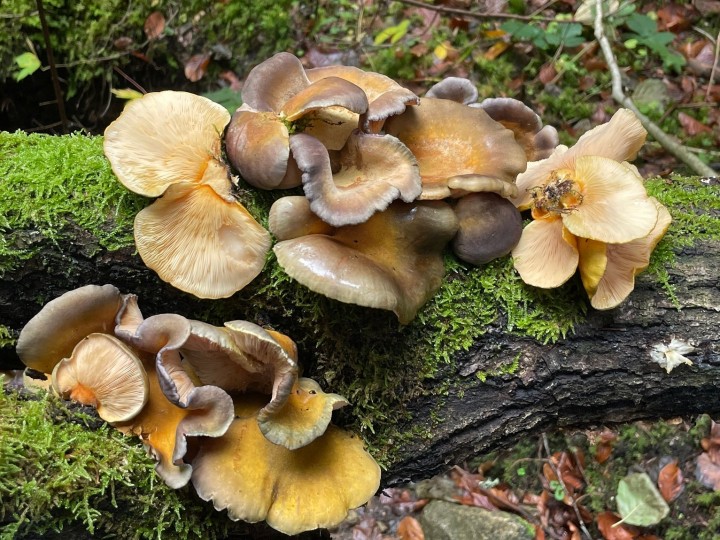 sarcomyxa Labroc nov 2022.JPG