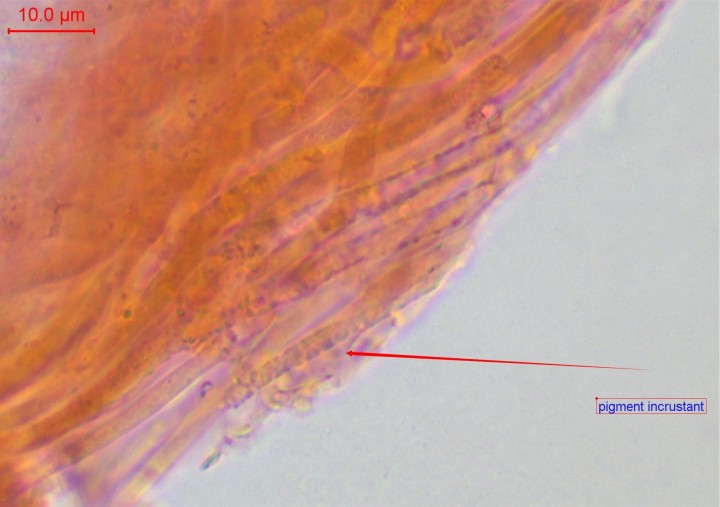 cutis-004.jpg