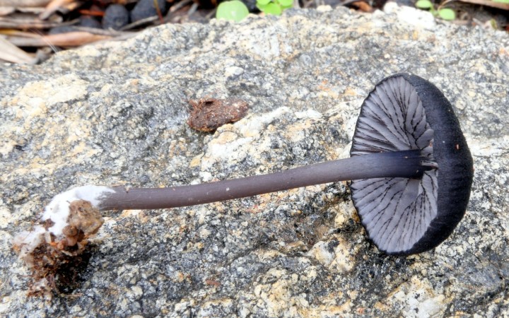 Cliquer sur l'image pour agrandir