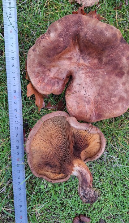 Paxillus sp.jpg