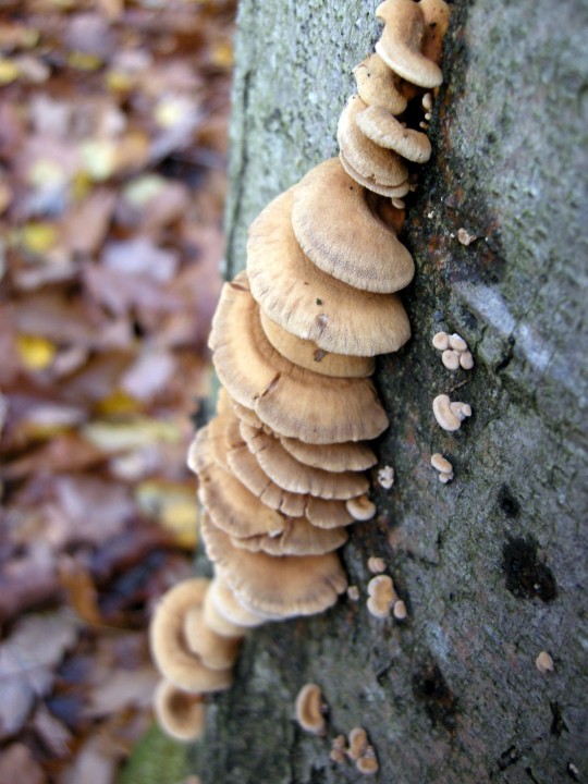 Cliquer sur l'image pour agrandir