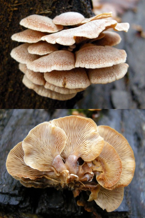 Cliquer sur l'image pour agrandir