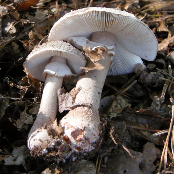 Cliquer sur l'image poiur agrandir