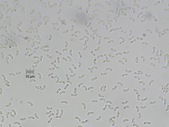 spores_x400_02.jpg