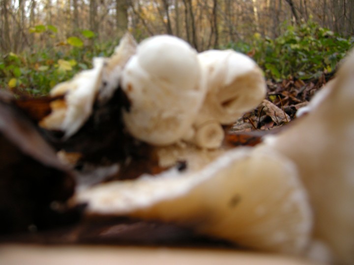 Cliquer sur l'image pour agrandir