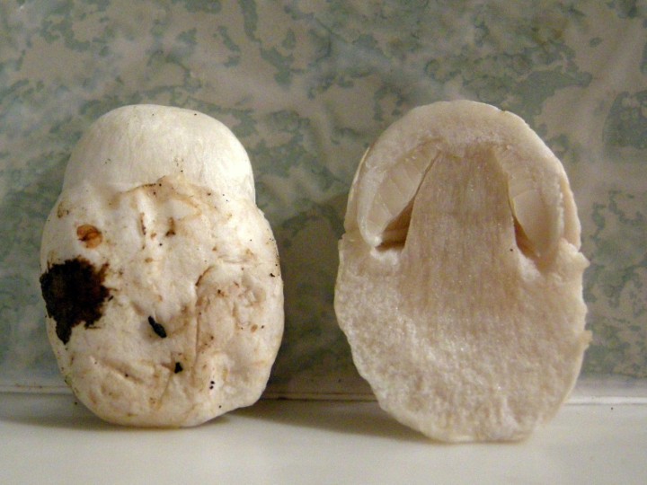 Cliquer sur l'image pour agrandir