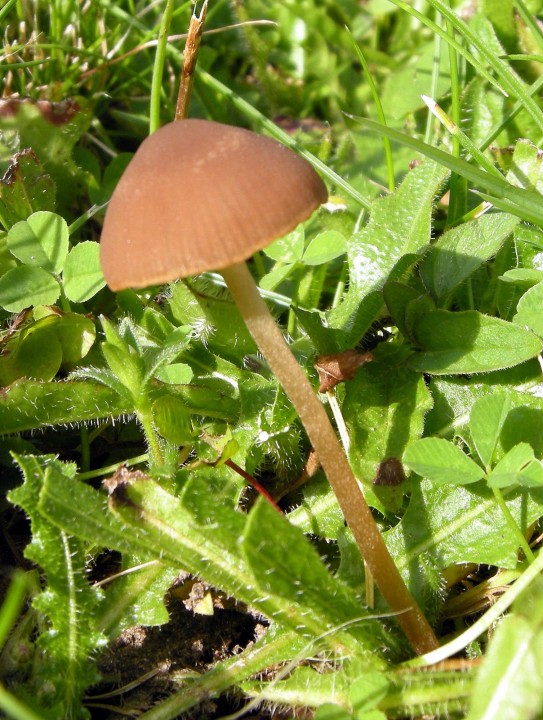 Cliquer sur l'image pour agrandir