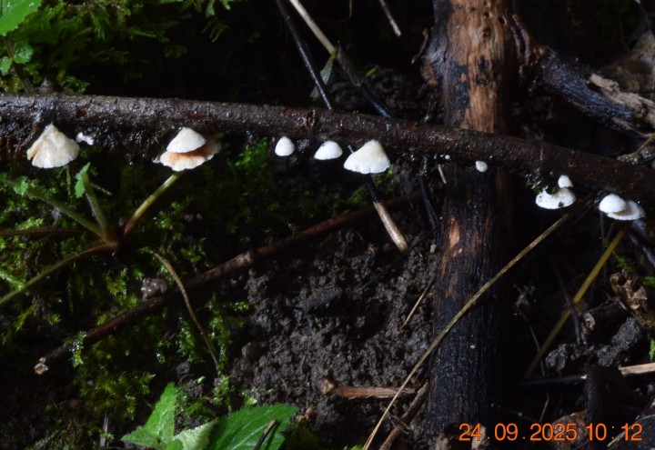 DSC_0386.JPG