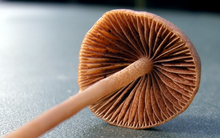 Cliquer sur l'image pour agrandir