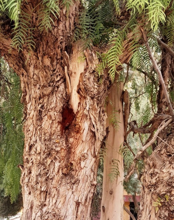 20260115_165143 P.jpg