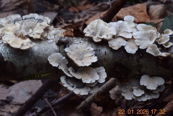 DSC_0600.JPG