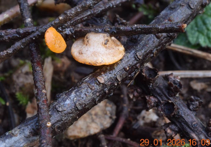 DSC_0604.JPG