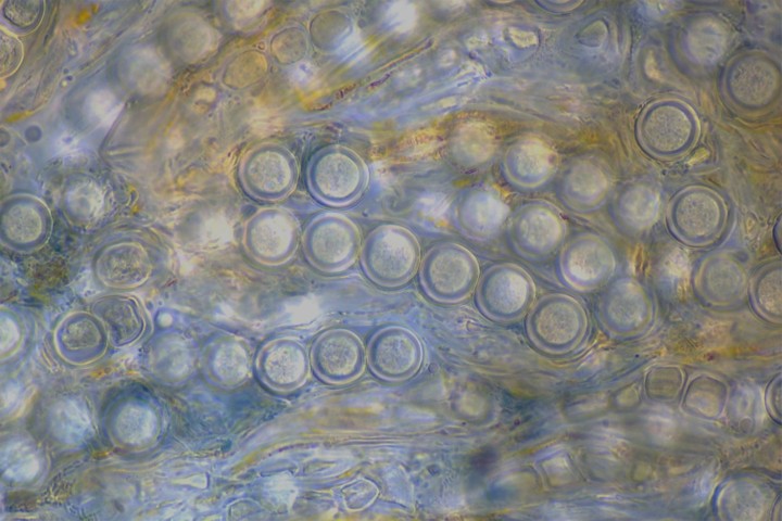 asco Monlet mars 2025.jpg