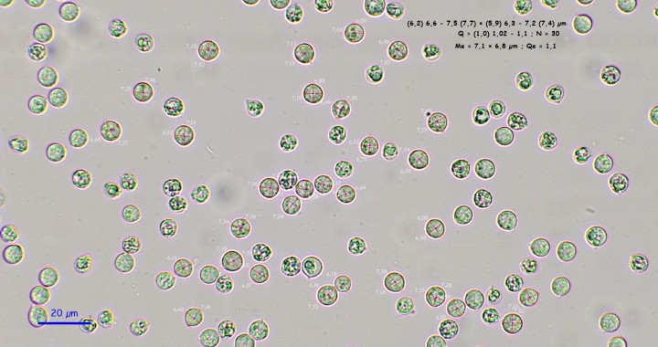 Spores globuleuses
