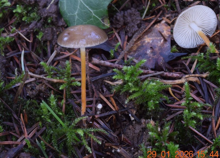 DSC_0601 - Copie (2).JPG