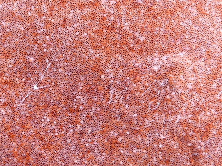 Cliquer sur l'image pour agrandir