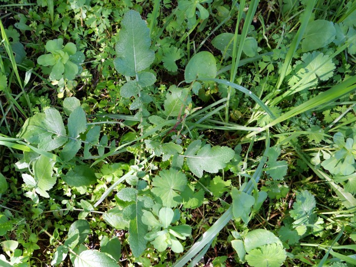 Cliquer sur l'image pour agrandir