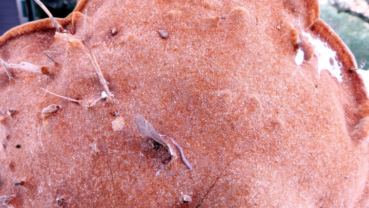 Cliquer sur l'image pour agrandir