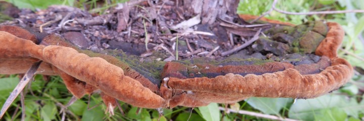 Cliquer sur l'image pour agrandir