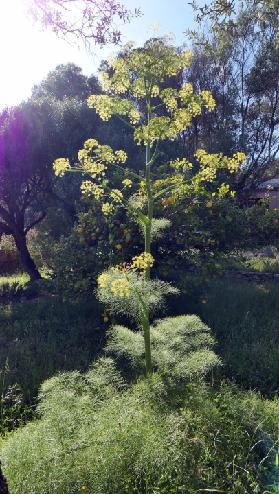 Cliquer sur l'image pour agrandir