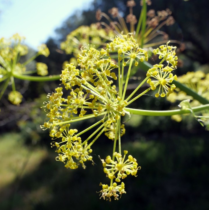 Cliquer sur l'image pour agrandir