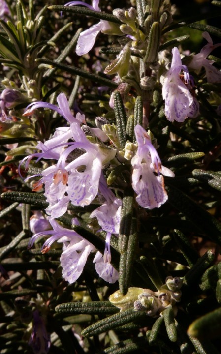 Cliquer sur l'image pour agrandir