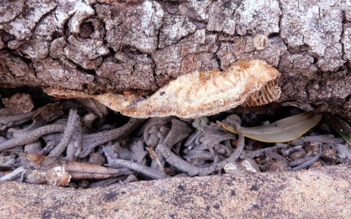 Cliquer sur l'image pour agrandir