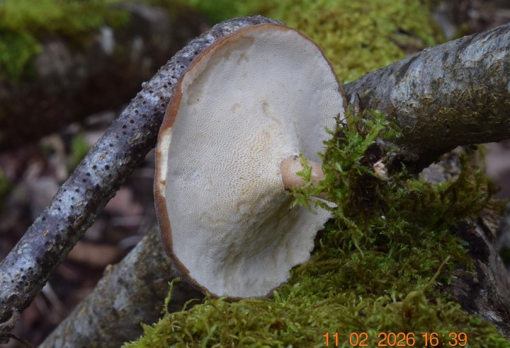 DSC_0629.JPG