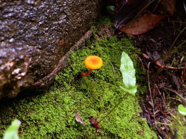 Cliquer sur l'image pour agrandir