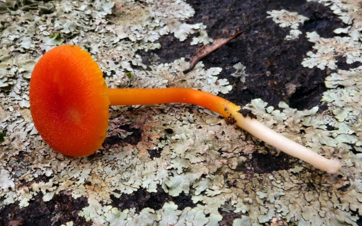 Cliquer sur l'image pour agrandir