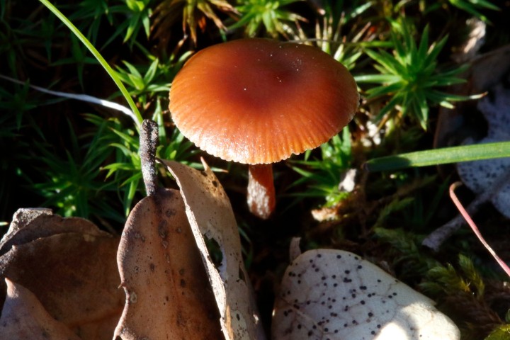 4X6A8776.JPG