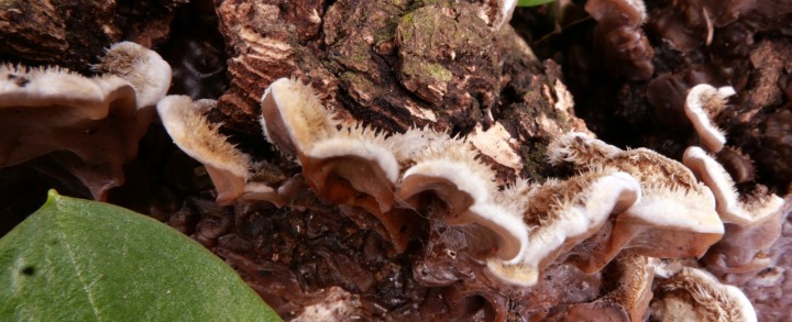 Cliquer sur l'image pour agrandir