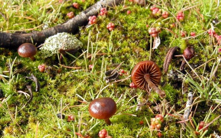 Cliquer sur l'image pour agrandir