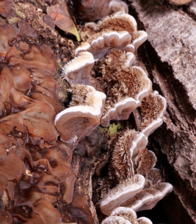 Cliquer sur l'image pour agrandir