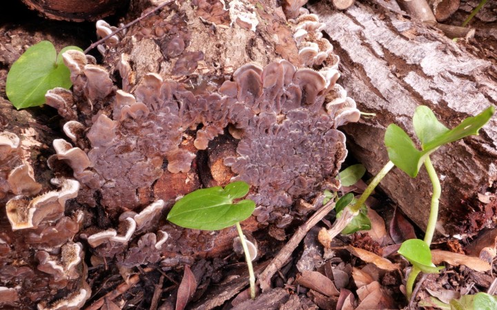 Cliquer sur l'image pour agrandir