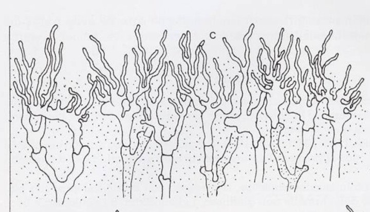 Capture d’écran 2026-02-17 à 17.50.47.jpg