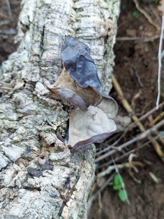 Photo Pierre Périllier