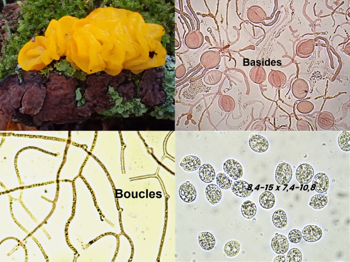 Tremella mesent.jpg