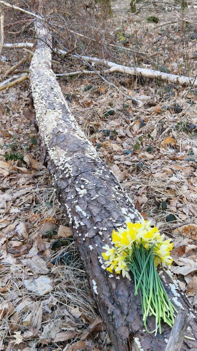 Cliquer sur l'image pour agrandir