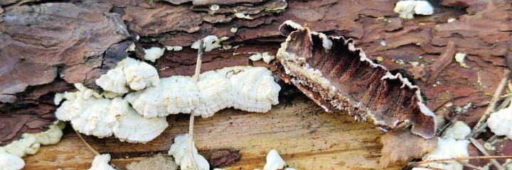 Cliquer sur l'image pour agrandir