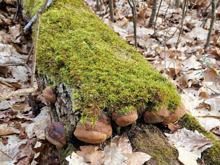 Cliquer sur l'image pour agrandir