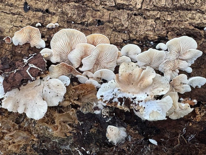 récolte  26022026 gorges de la loire.jpg