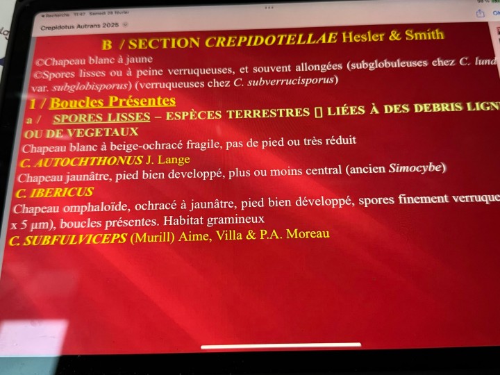 diapo conference crepidote didier.jpg