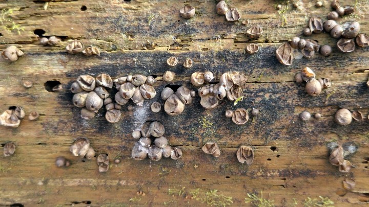 Cliquer sur l'image pour agrandir