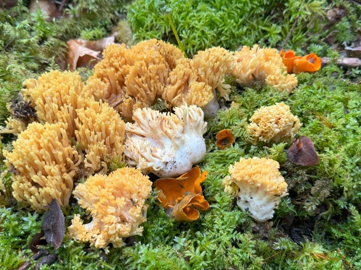Ramaria praecox Mt courant 09052025.jpg
